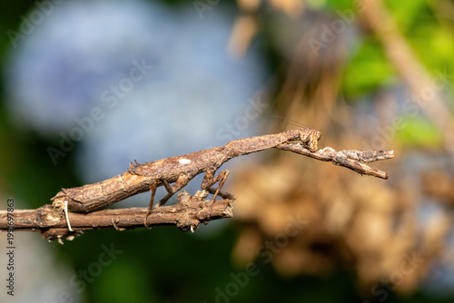 An African stick mantis (Popa spurca), also known as an African twig mantis, displaying its beautiful camouflage on a branch in KwaZulu-Natal, South Africa