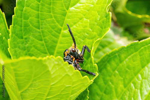 Koppie foam grasshopper (Dictyophorus spumans), also known as a rooibaadjie, or African foam grasshopper, in KwaZulu-Natal, South Africa