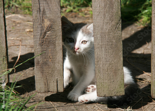 Cat sits behind fence