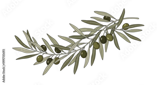 Olive branch with green leaves and ripe olives, botanical illustration