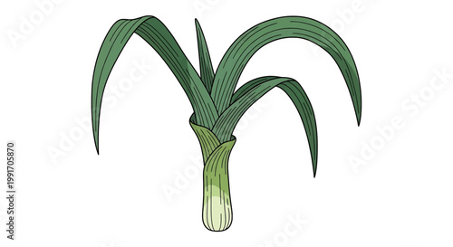 Fresh leek vegetable