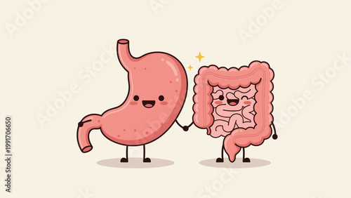 Friendly cartoon stomach and intestine characters holding hands to represent a healthy digestive system and good gut flora balance.
