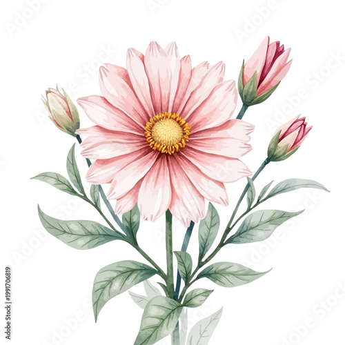 Pink dahlia flower with buds and leaves