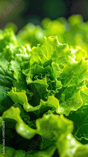 Close-up of vibrant, textured green lettuce