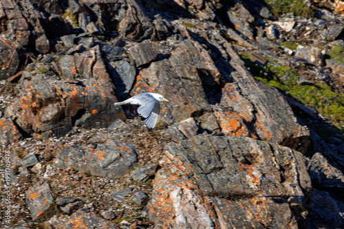 A kittiwake flies in front of the bird cliff at Ossian Sarsfjellet, a protected nature reserve in Kongsfjorden, Svalbard. Thousands of kittiwakes nest on the cliff face each year, safe from predators