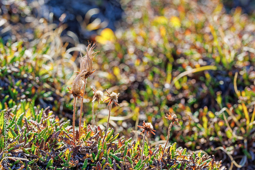 The tufted seed heads of the mountain avens, Dryas octopetala, an evergreen arctic alpine plant from the Rosaceae family. West coast of Svalbard, with sunny bokeh background