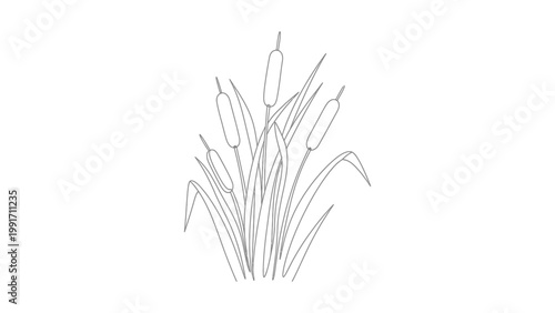A line drawing of cattails on white background.