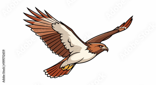 A brown and white bird of prey with outstretched wings soars through the sky