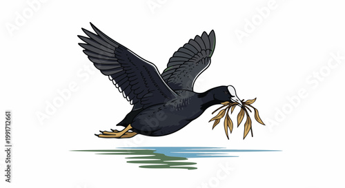 A black bird with a white forehead flies with a branch in its beak above water