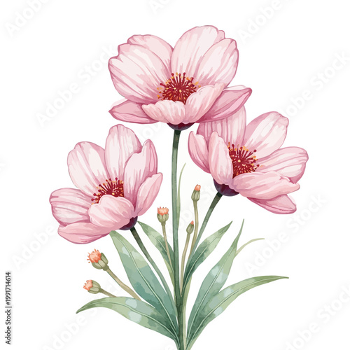 Pink Poppy Flowers in bloom with green stems and leaves
