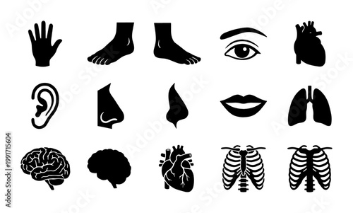 Human anatomy icon set with 15 black vector silhouettes, medical internal organs and body parts collection, biological system symbols for healthcare