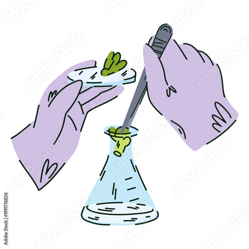 Hands wearing laboratory gloves hold plant samples on a petri dish and place them with tweezers into an Erlenmeyer flask with a sieve for research.