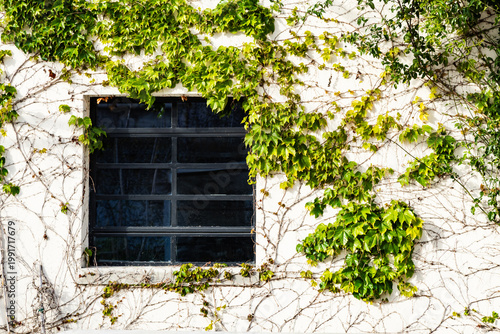 Background: A wall with an industrial-style metal window and green ivy