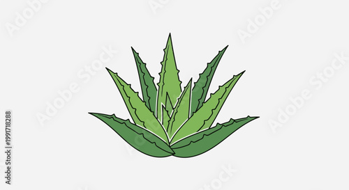 Vibrant illustration of a green aloe vera plant with serrated leaves