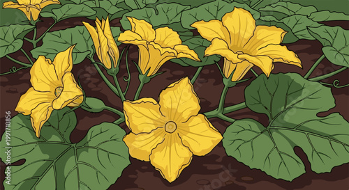 Vibrant yellow squash blossoms with large green leaves on dark earth
