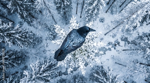 Black Bird Perched on a Snowy Tree Top in a Winter Forest Aerial View
