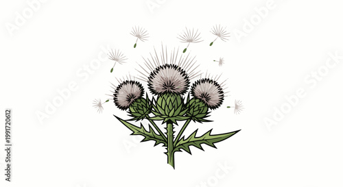Thistle flower with airborne seeds against a white background