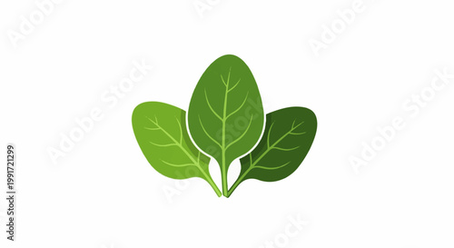 Three vibrant green spinach leaves with visible veins
