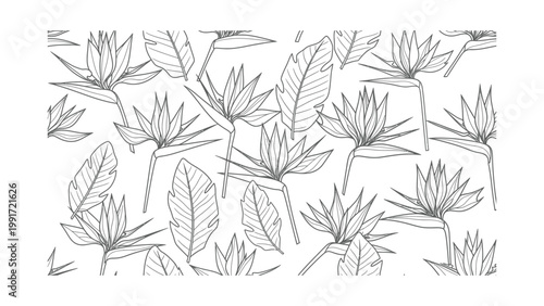 A beautiful line drawing of lotus flowers.