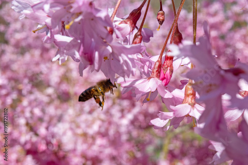 Valokuva A honeybee maneuvers gracefully through a vibrant canopy of blooming pink cherry blossoms, capturing a serene moment of spring pollination in soft, natural daylight