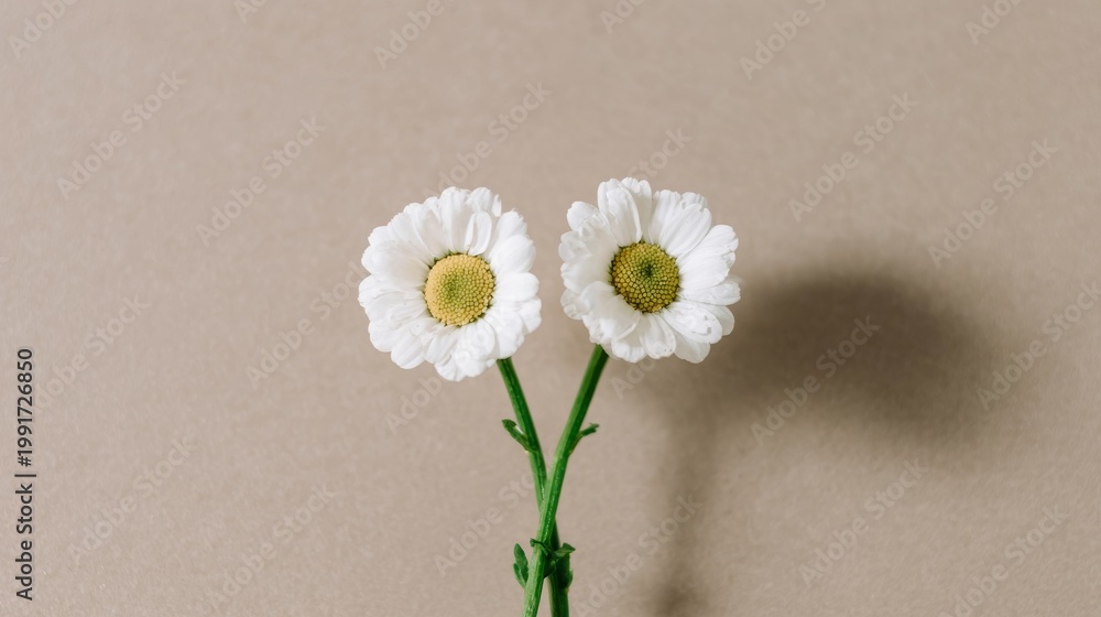 Obraz premium Minimalist happy face concept featuring two white daisy flowers forming eyes and green stems smiling on neutral background