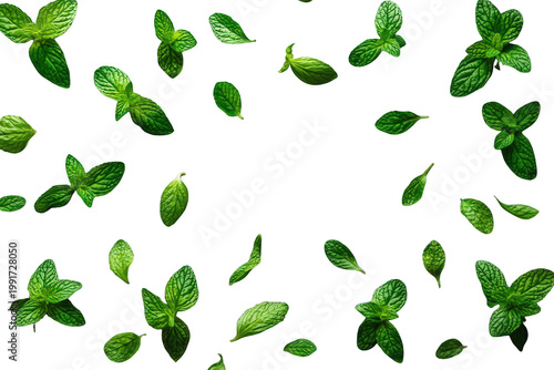 Fresh green mint leaves scattering and falling, creating a refreshing aroma and concept, transparent background