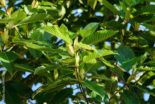 Obraz na plátně Kratom leaves growing on tree in thailand