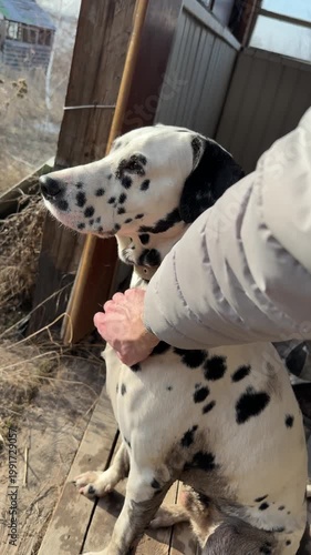 Man Stroking Dalmatian Dog Outdoors in Sunny Day