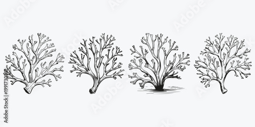 Coral drawing sketch illustration vector set