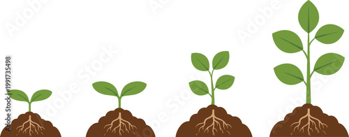 Plant growth stages from sprout to mature plant with roots development cartoon vector illustration