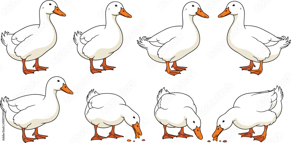 Obraz premium Cute duck character set with different poses walking standing and eating cartoon vector illustration