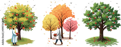 Apple trees in different seasons with farmer harvesting and autumn landscape, nature orchard scenes vector illustration collection isolated on background
