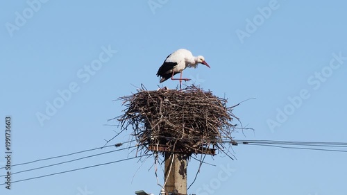 White stork bird at nest in early spring, Ciconia ciconia