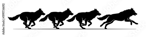 Running wolf silhouette sequence, black wolf pack in motion vector, wild animal hunting movement icons, four galloping wolves on white background
