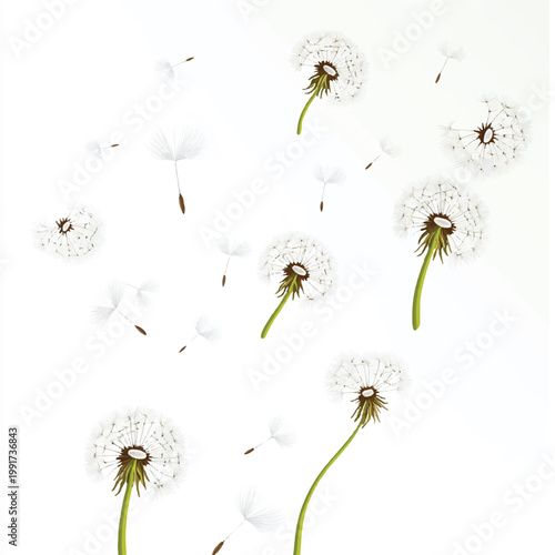 White Dandelions Seeds Blowing in Wind