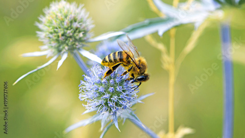 Obraz na płótnie bee collecting nectar from a thorny wildflower close-up