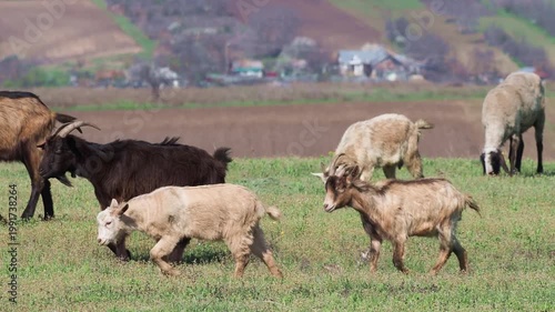 Herd of sheep and goats heading to pasture in spring rural landscape