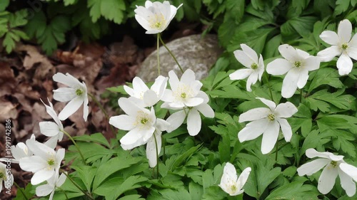 Wood anemones covering forest floor