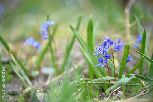 Φωτογραφία Scilla bifolia