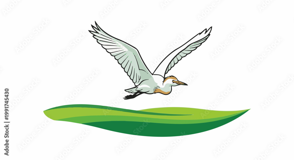 Fototapeta premium White egret in flight above green wavy fields