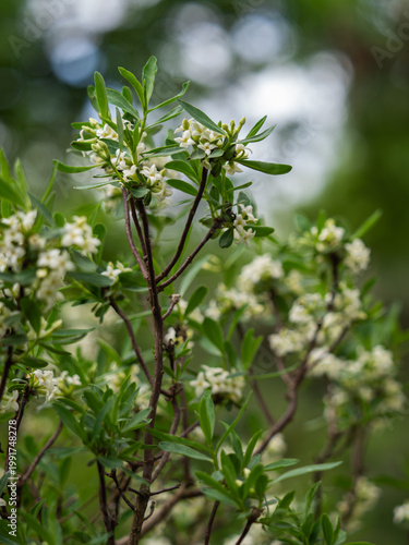 Photos Die Aufnahme zeigt die weißen Blüten des Alpen-Seidelbasts (Daphne alpina) an kleinen Zweigen