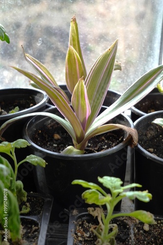 Variegated Tradescantia plant in a pot on a windowsill with soft natural light. Indoor gardening and home plant care concept with young houseplants.