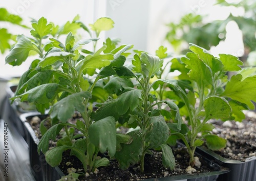 Chrysanthemum multiflora cuttings growing in a seed tray on a windowsill. Plant propagation and home gardening concept with young seedlings in natural light.