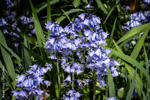 Spring has sprung! Bluebells