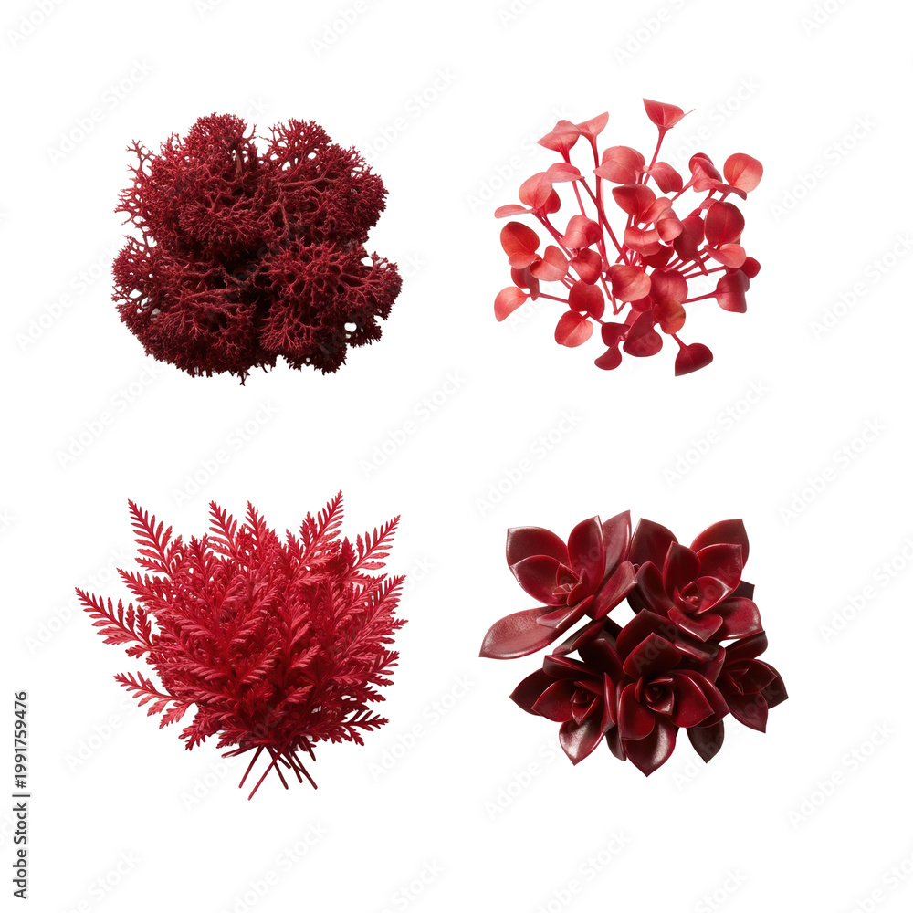 Fototapeta premium Four clusters of vivid red botanical elements (moss, sprouts, feathery foliage, waxy succulent) flat lay on white, emphasizing contrasting textures and concept of precise botanical showcase