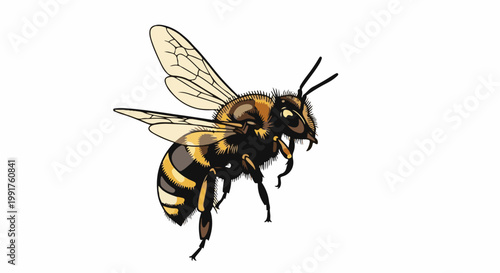 A detailed illustration of a fuzzy bumblebee with striped yellow and black body and translucent wings