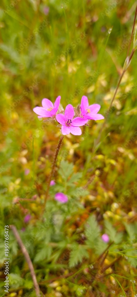 Fototapeta premium Beautiful Wildflower Macro Shot