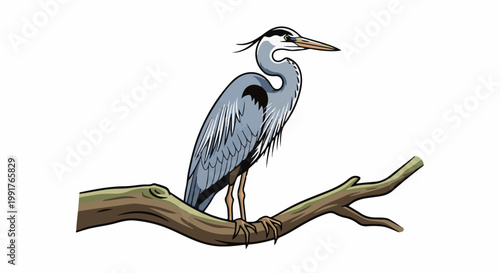 A grey heron stands on a thick, brown branch against a white background