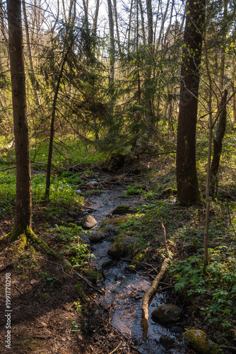 Picturesque forest stream winding through mossy banks and tree roots in spring woodland. Perfect for nature editorials, landscape photography, and meditation content