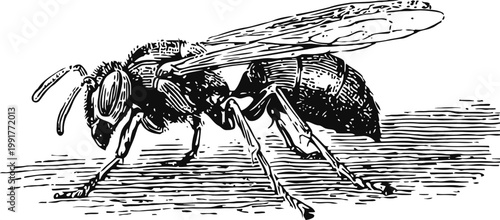 Detailed vintage engraving of a wasp crawling on a textured surface in black and white